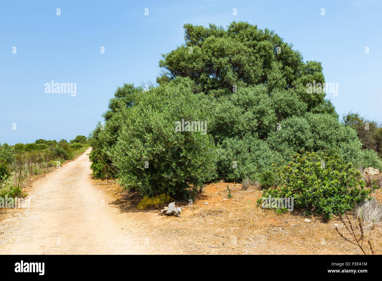 Mediterranean vegetation. Olea europaea. Calamosche, Noto, Stock Photo