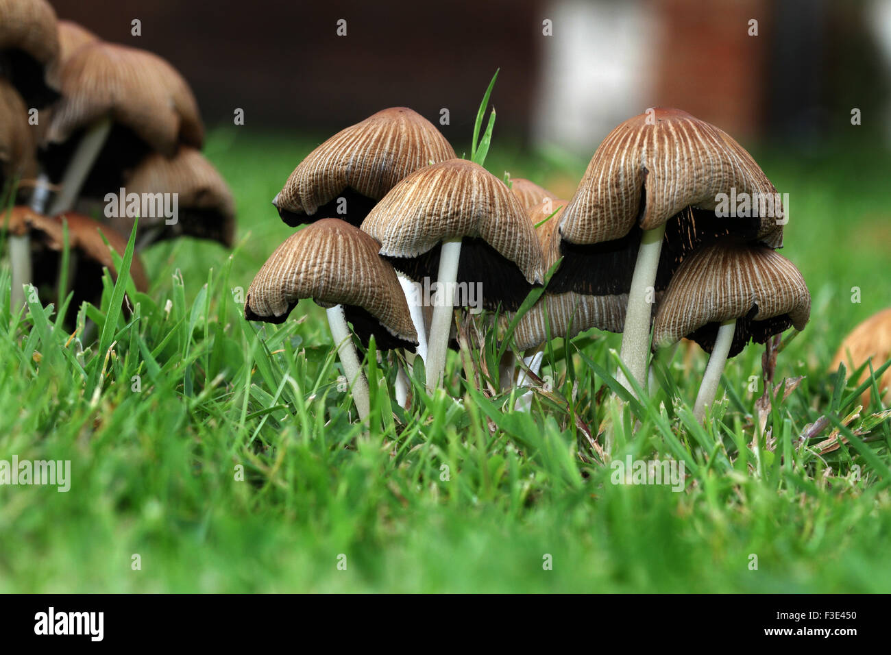 Grass verge hi-res stock photography and images - Alamy