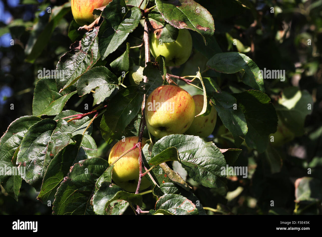 Apples on tree ready for plucking. Stock Photo