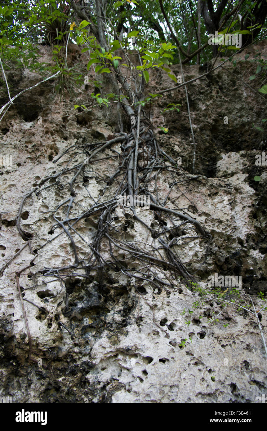 Tree Hug Root Thick tree roots hug the rock face in an area of outstanding natural ...