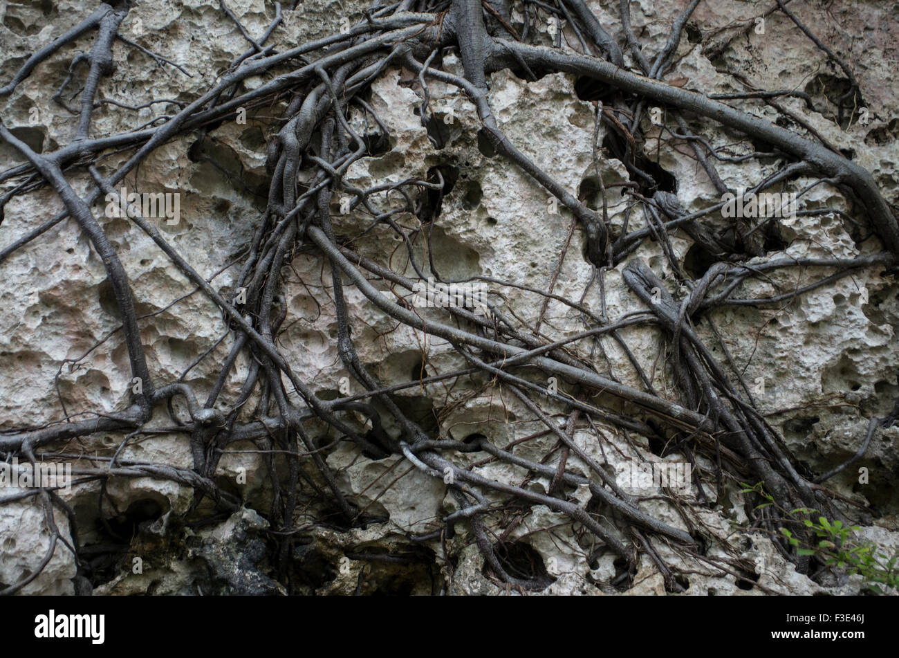 Tree Roots Hugging Rocks Thick tree roots hug the rock face in an area of outstanding natural ...