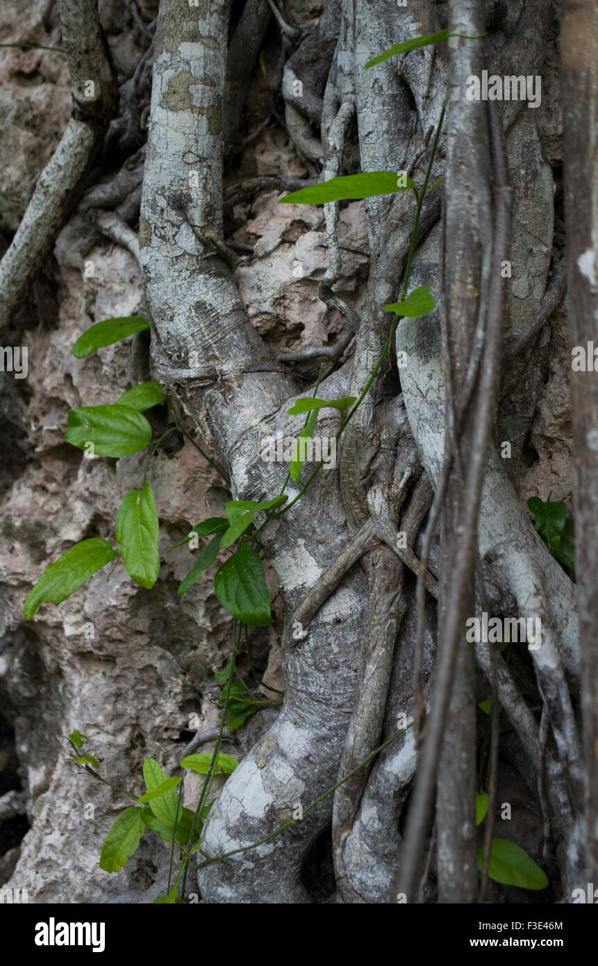Tree Hug Root Thick tree roots hug the rock face in an area of outstanding natural ...