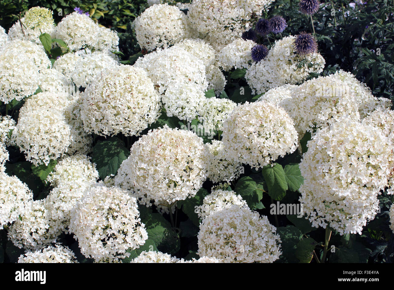 Hydrangea Arborescens 'Annabelle' Stock Photo