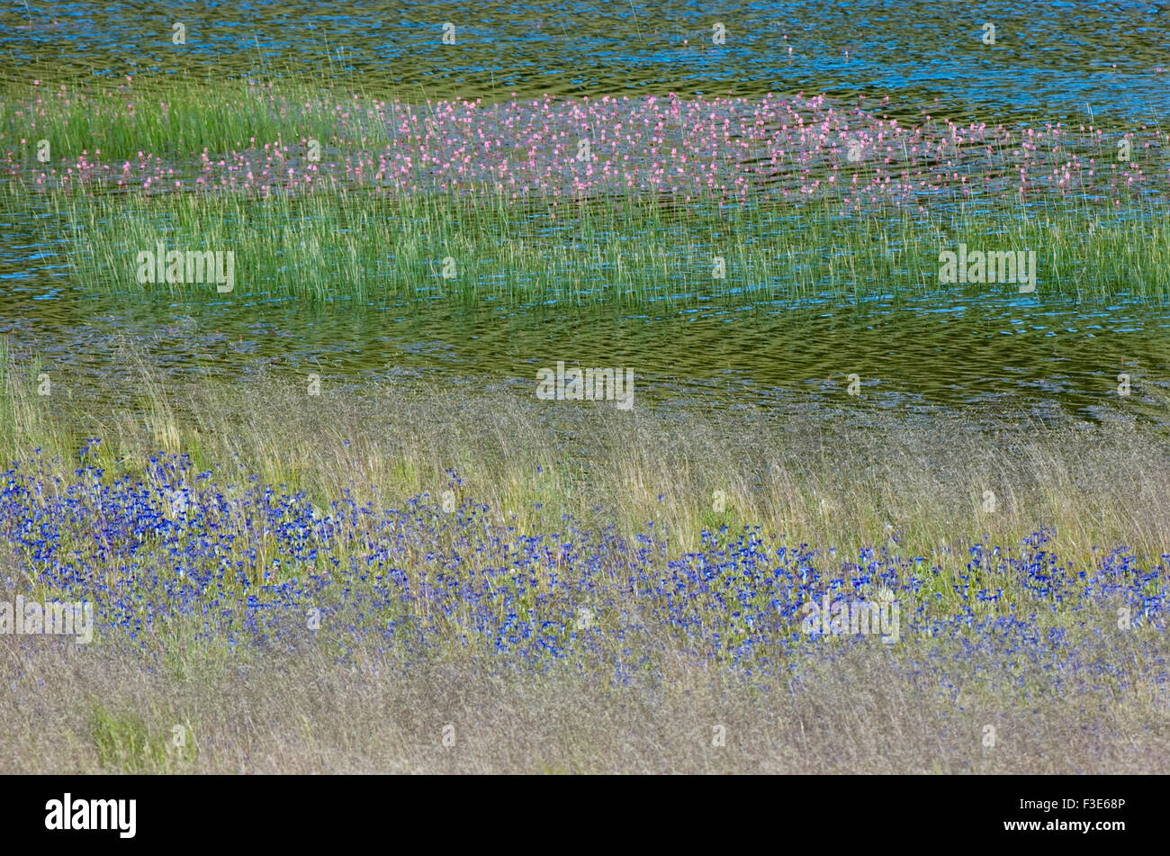 A Montana field and pond with summer flowers. Stock Photo