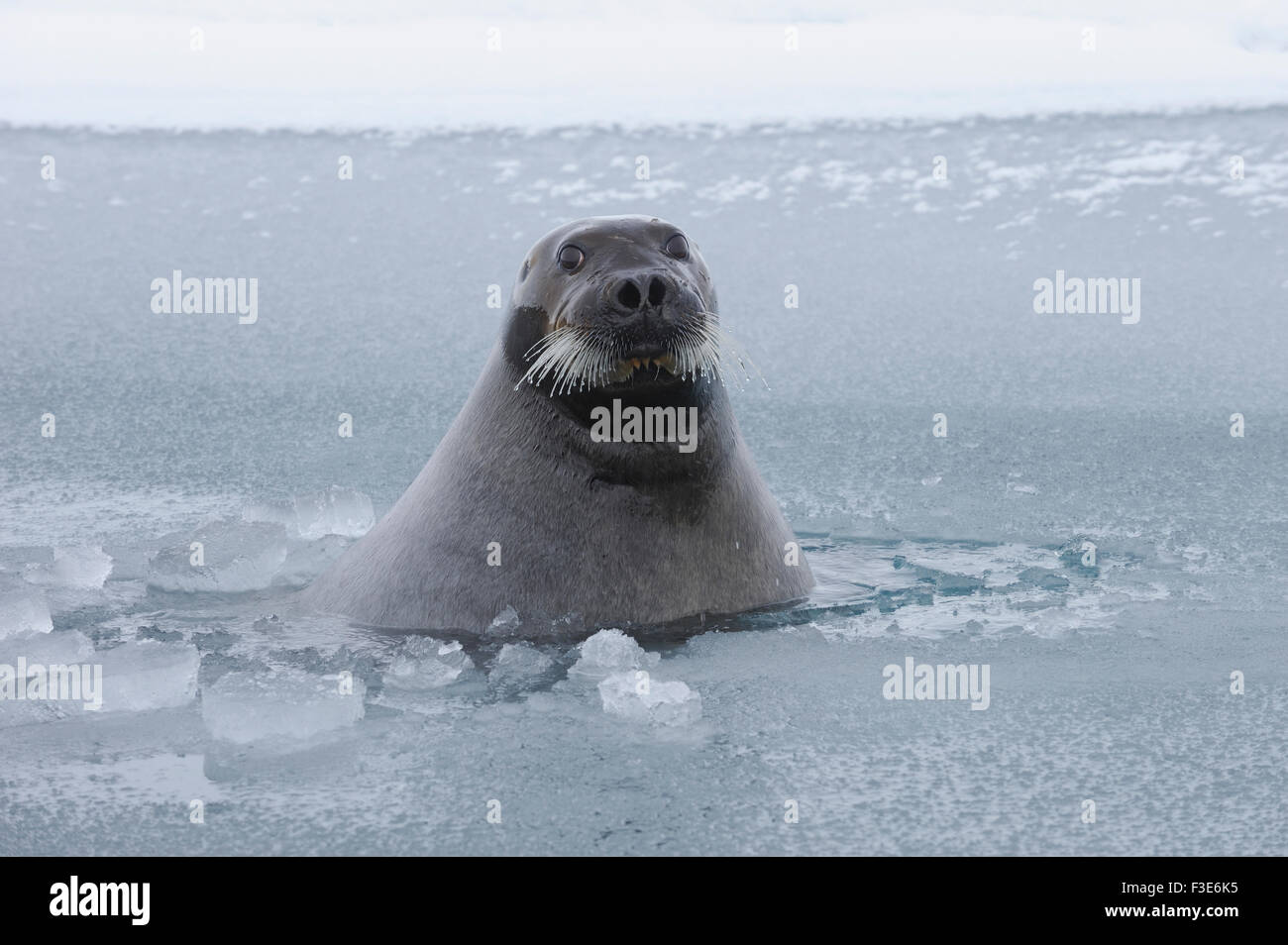Bearded seal, Beaufort Sea, Alaska Stock Photo