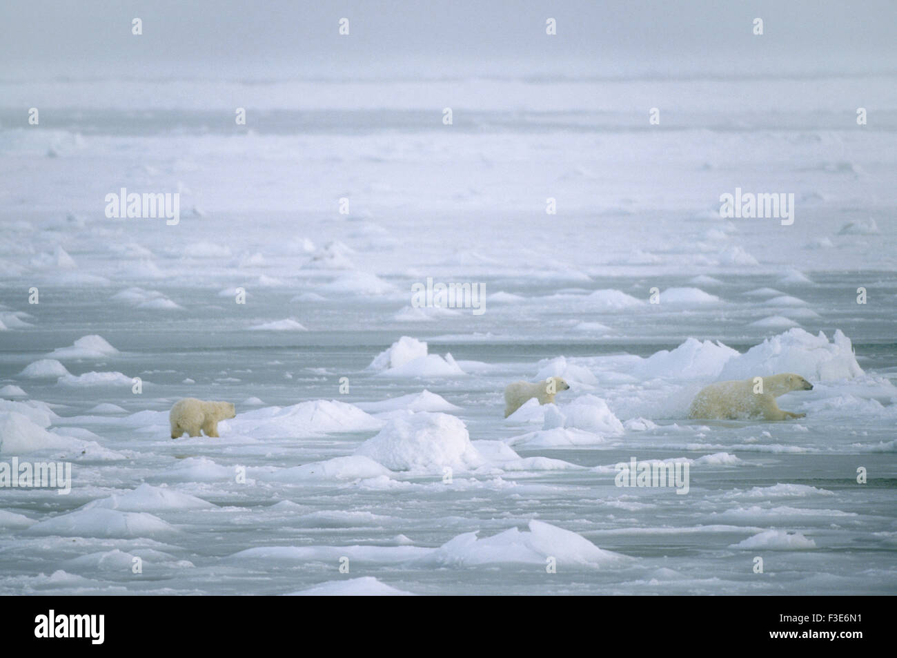 Polar bears family hi-res stock photography and images - Alamy