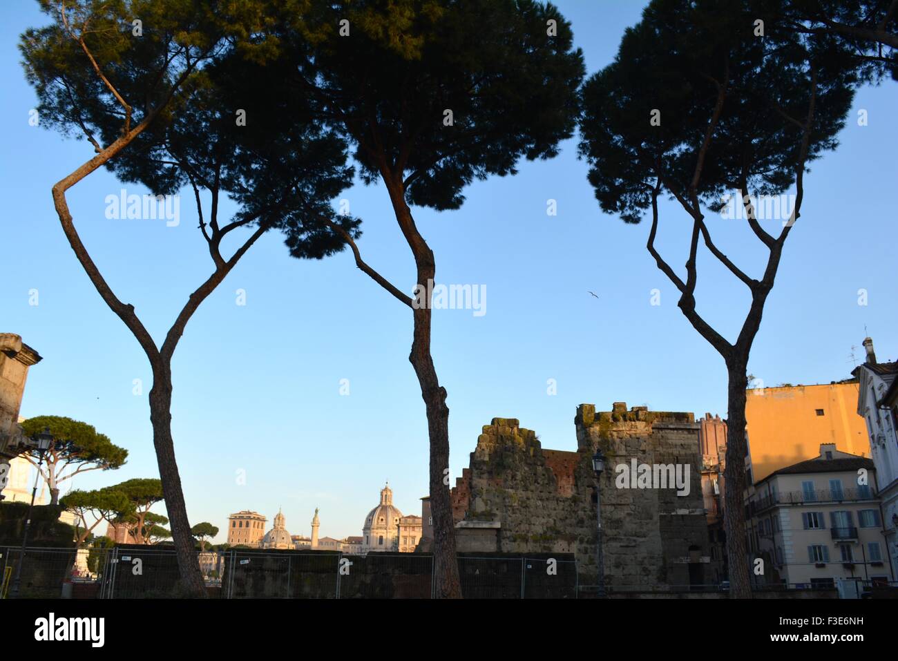 Stone pine trees next to the forum in Rome Italy Stock Photo