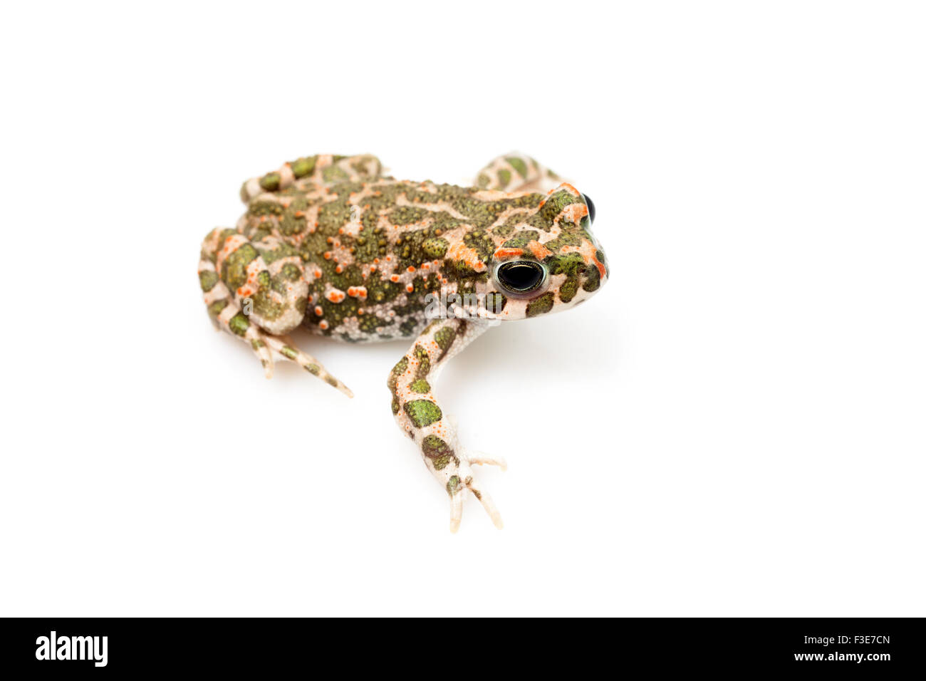 European green toad on a man's hand, close-up shot Stock Photo