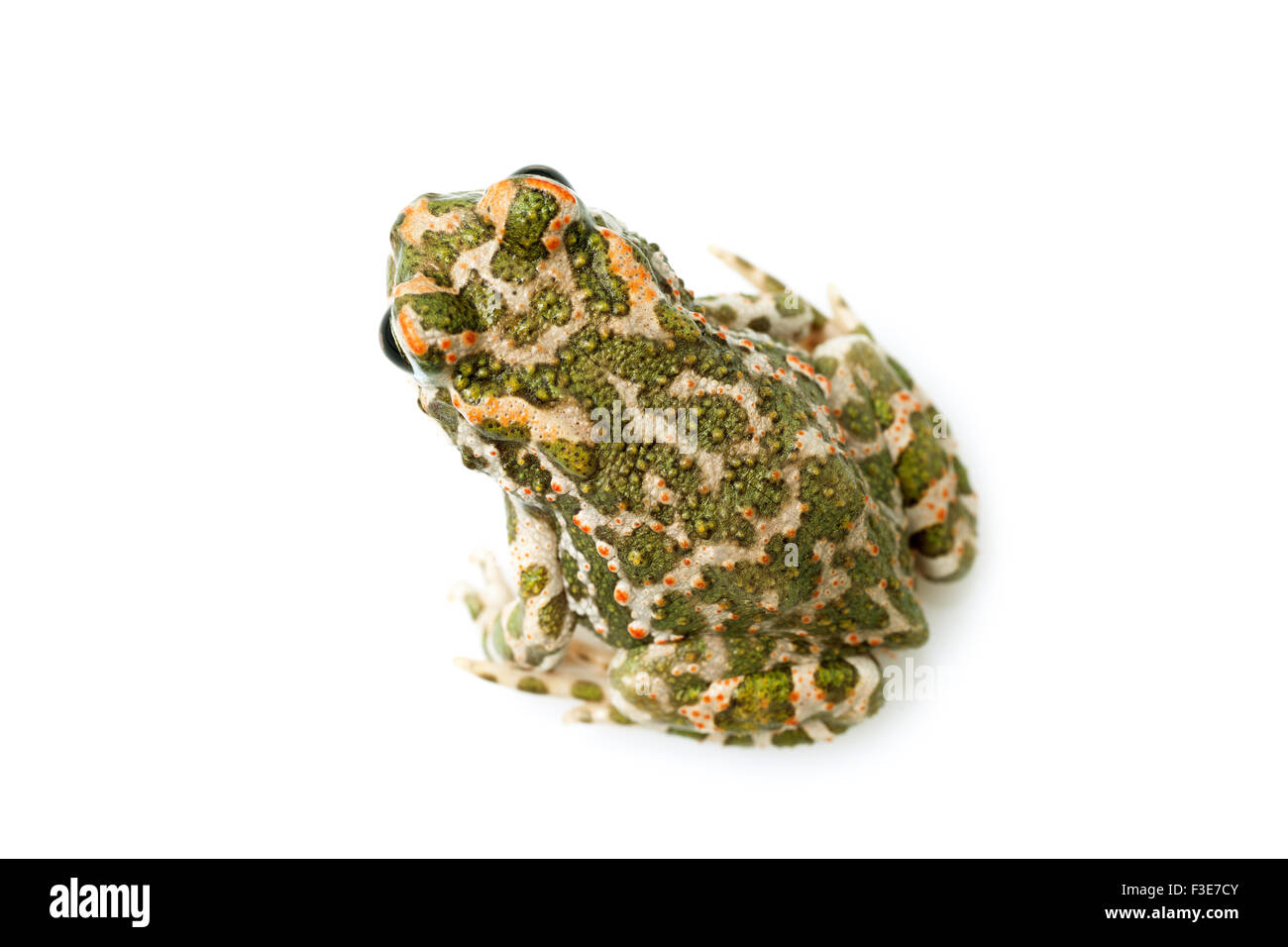 Frog on white background Stock Photo - Alamy