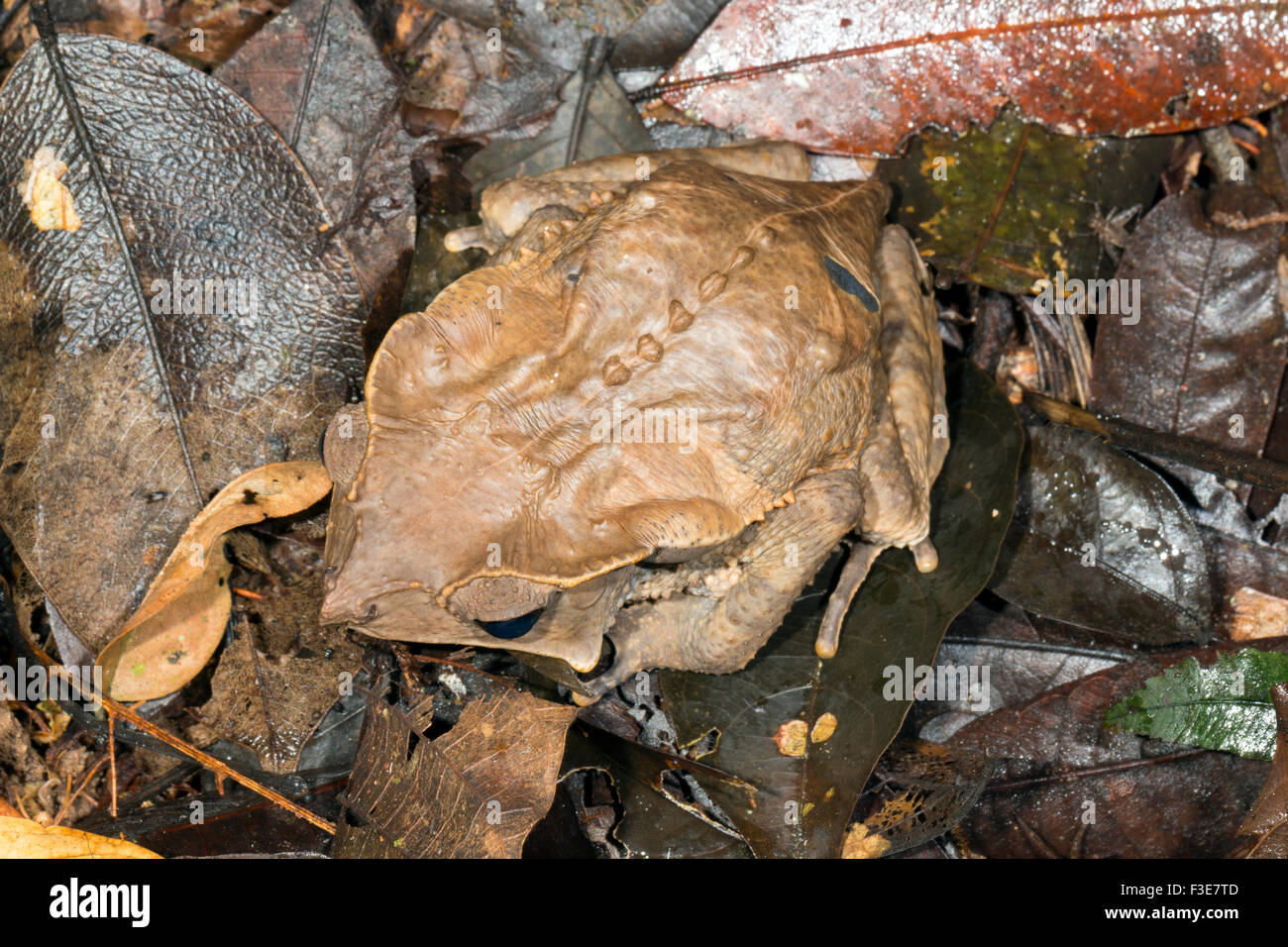 Crested Forest Toad (Rhinella dapsilis) on leaf litter in the rainforest, Ecuador Stock Photo