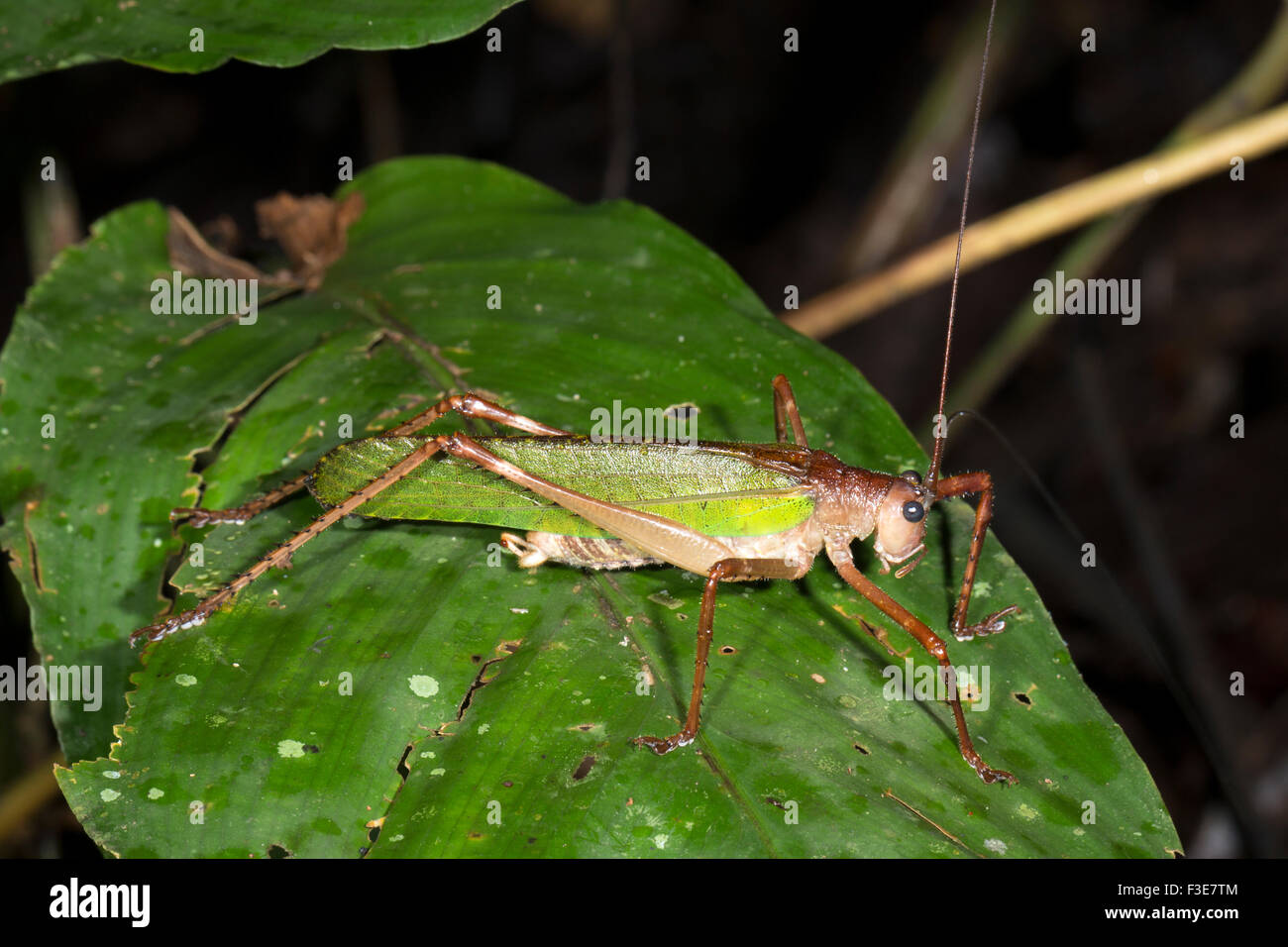 Bush Cricket (Cocconotus sp.) on a leaf in the rainforest understory