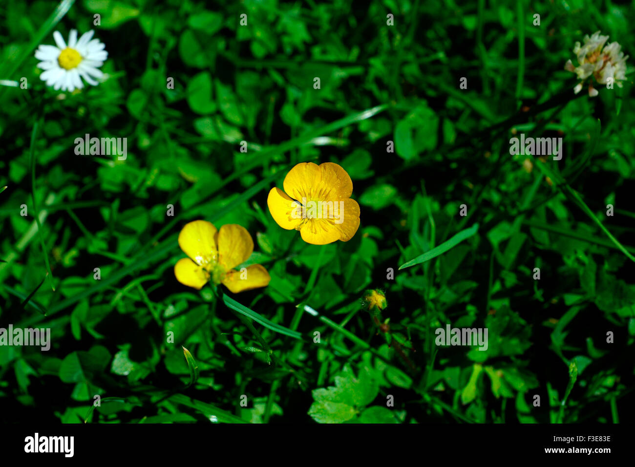 Buttercups under chin black and white hires stock photography and