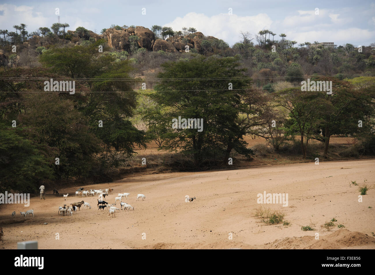 a man herding pack of goats in dry river bed in Eastern Kenya. Stock Photo