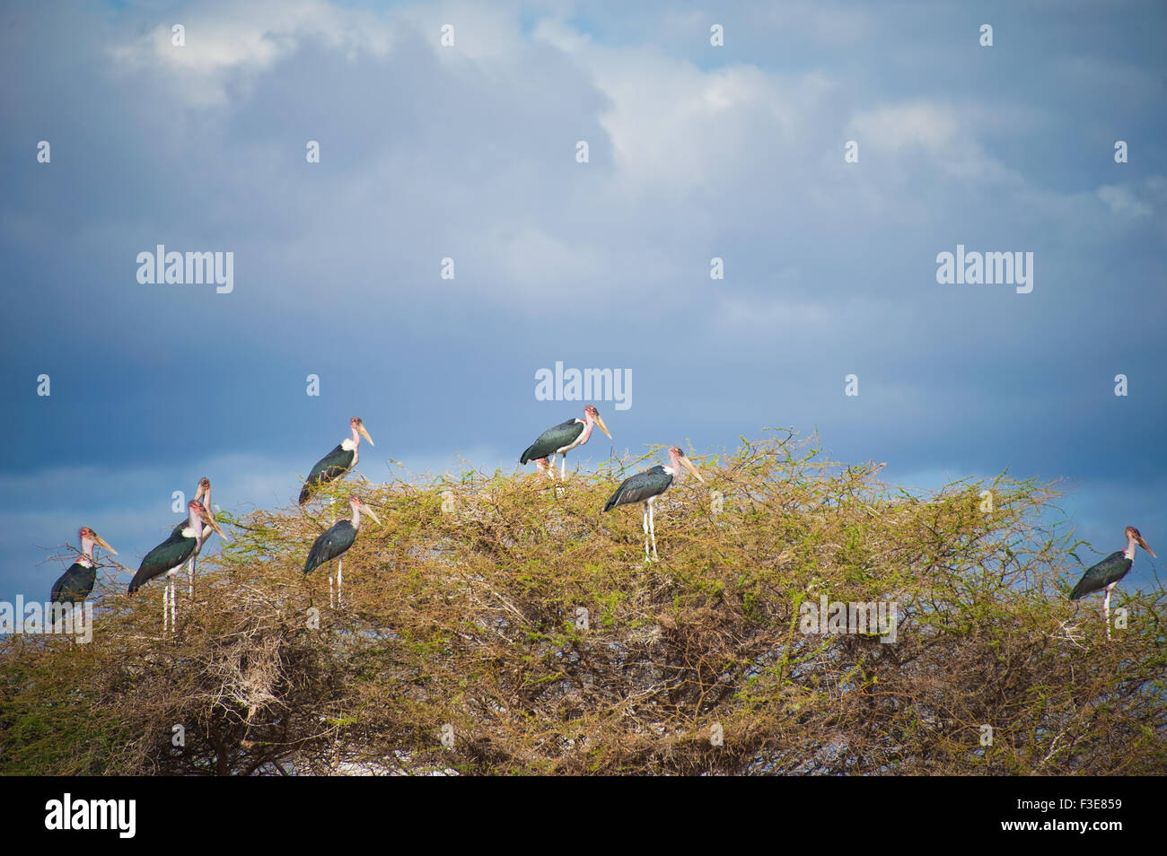 Marabou storks (Leptoptilos crumenifer) sitting on top of a tree in eastern Kenya. Stock Photo