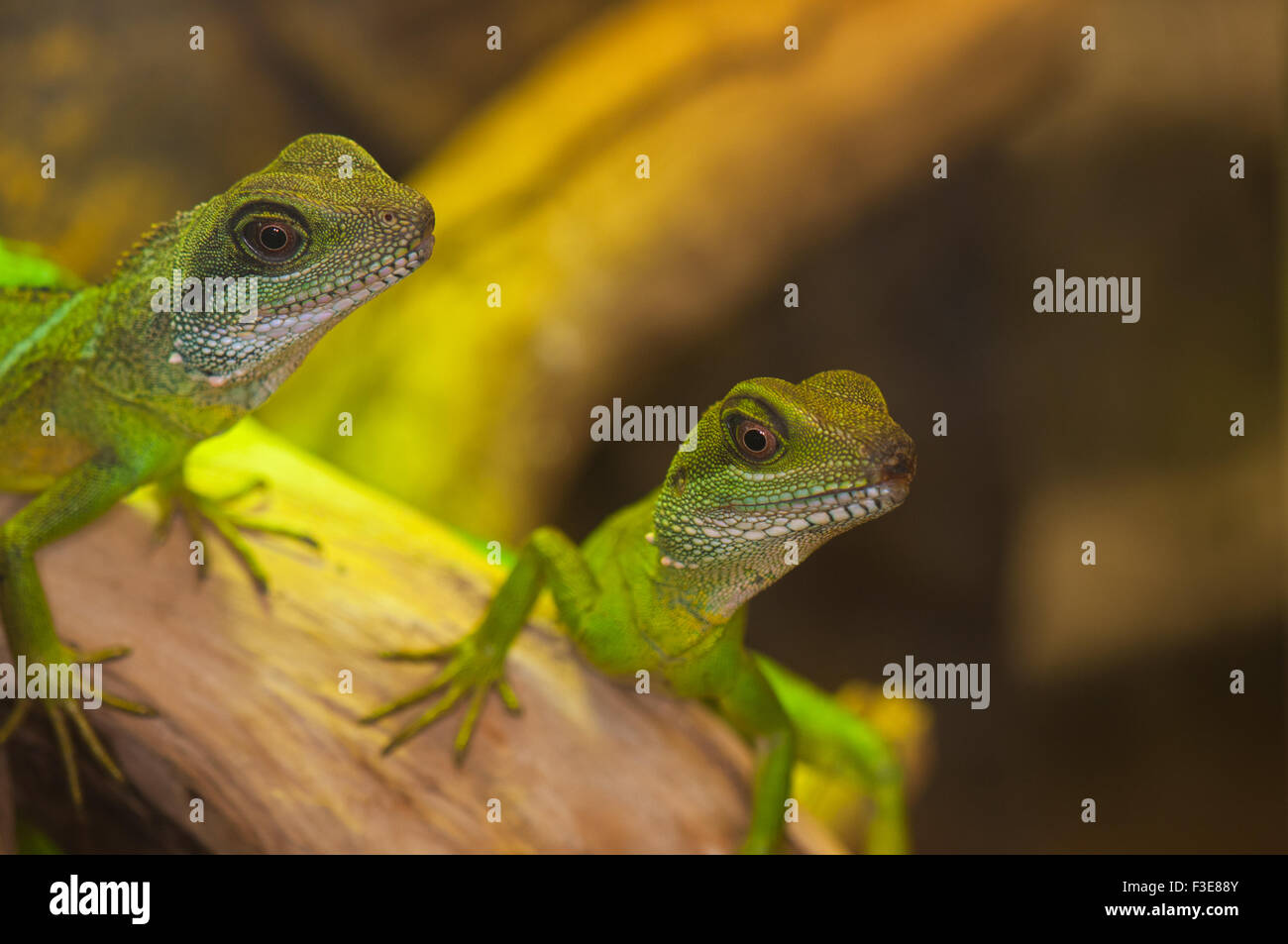 Couple of small reptiles pet green water dragons Stock Photo Alamy