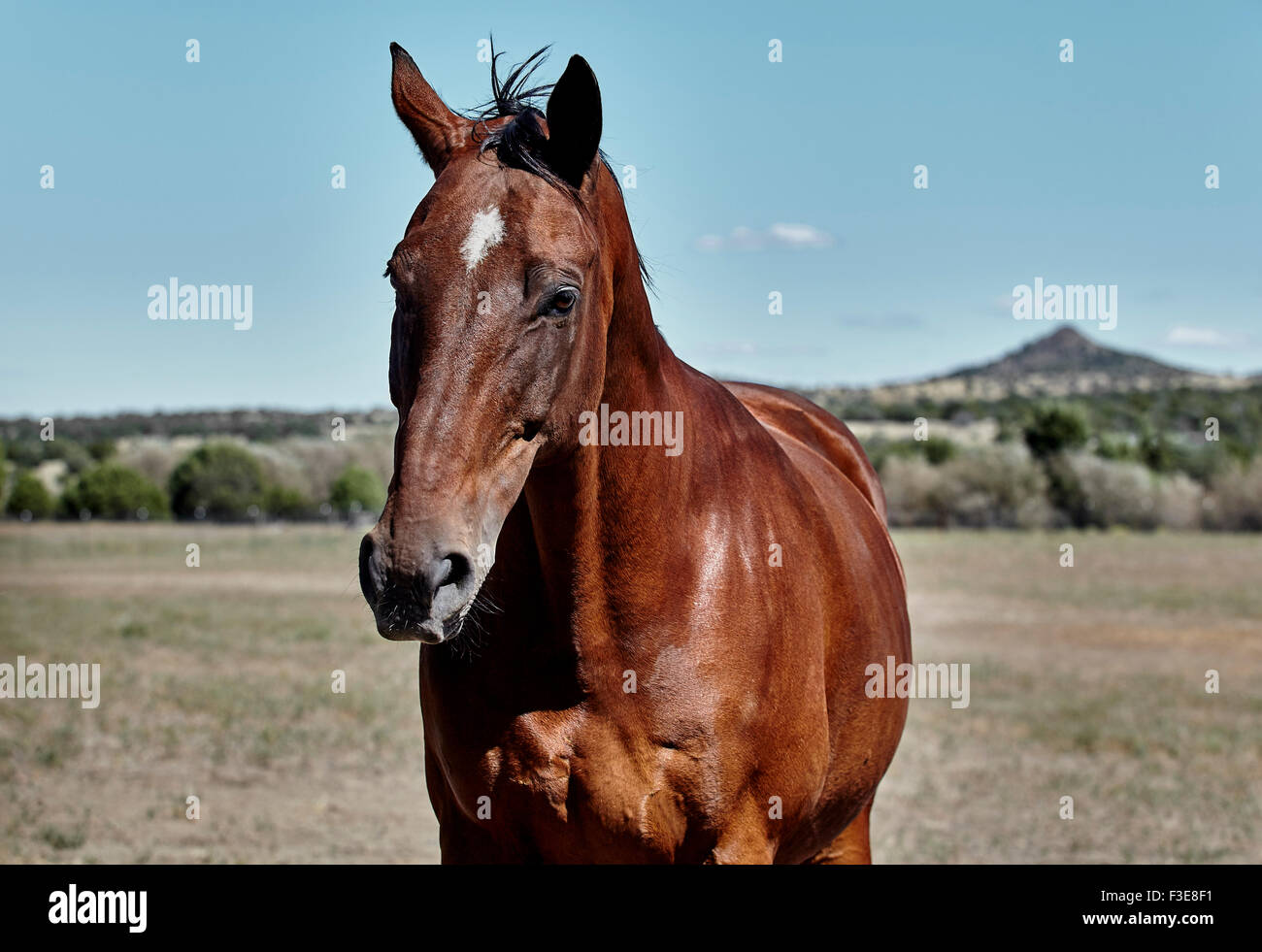 Bay colored horse in open hires stock photography and images Alamy