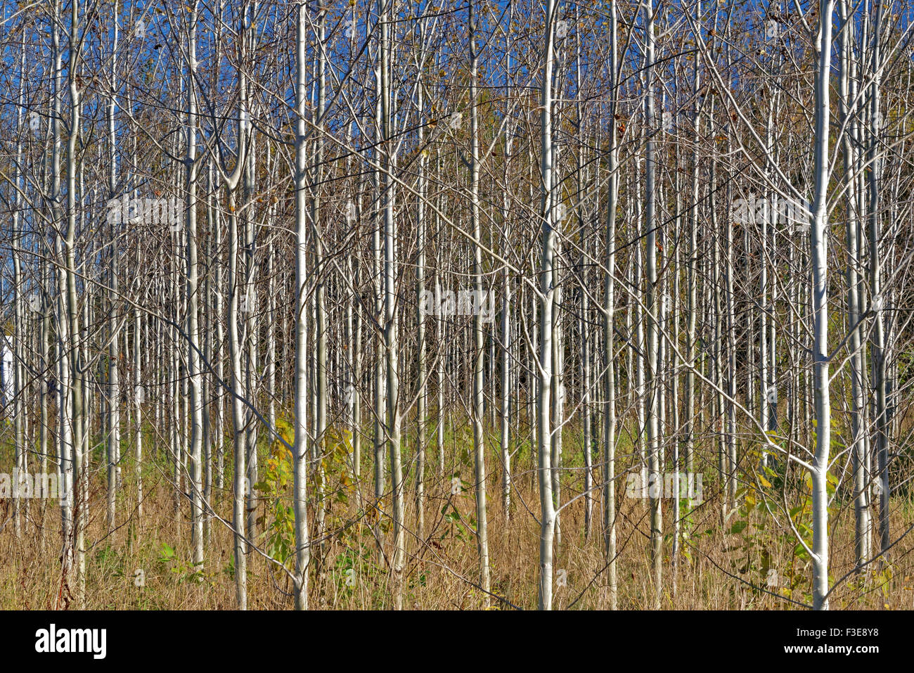 Ten-years-old growing aspen wood in October. Stock Photo