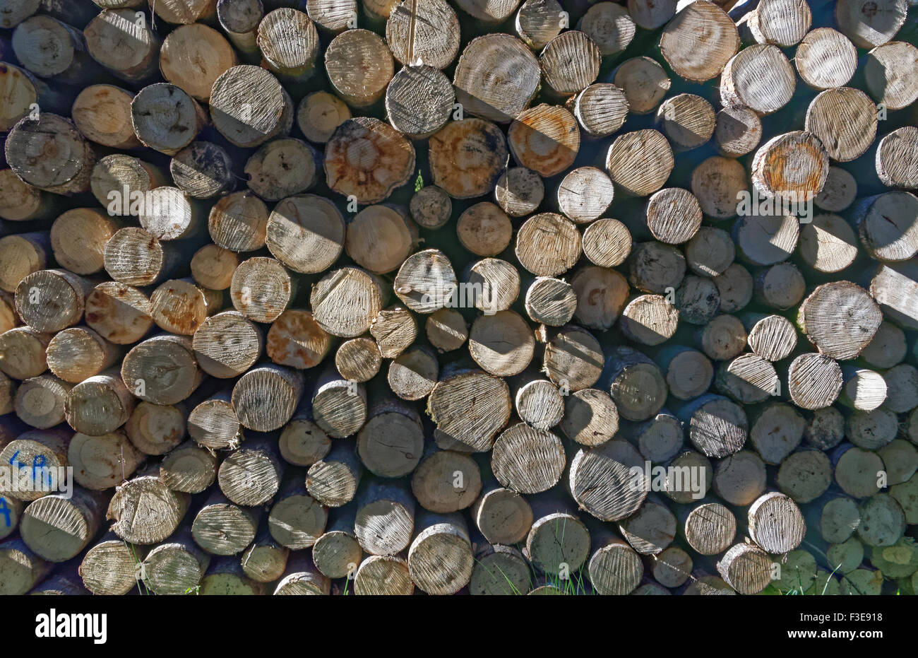 Aspen timber, ready for transport from forest Stock Photo