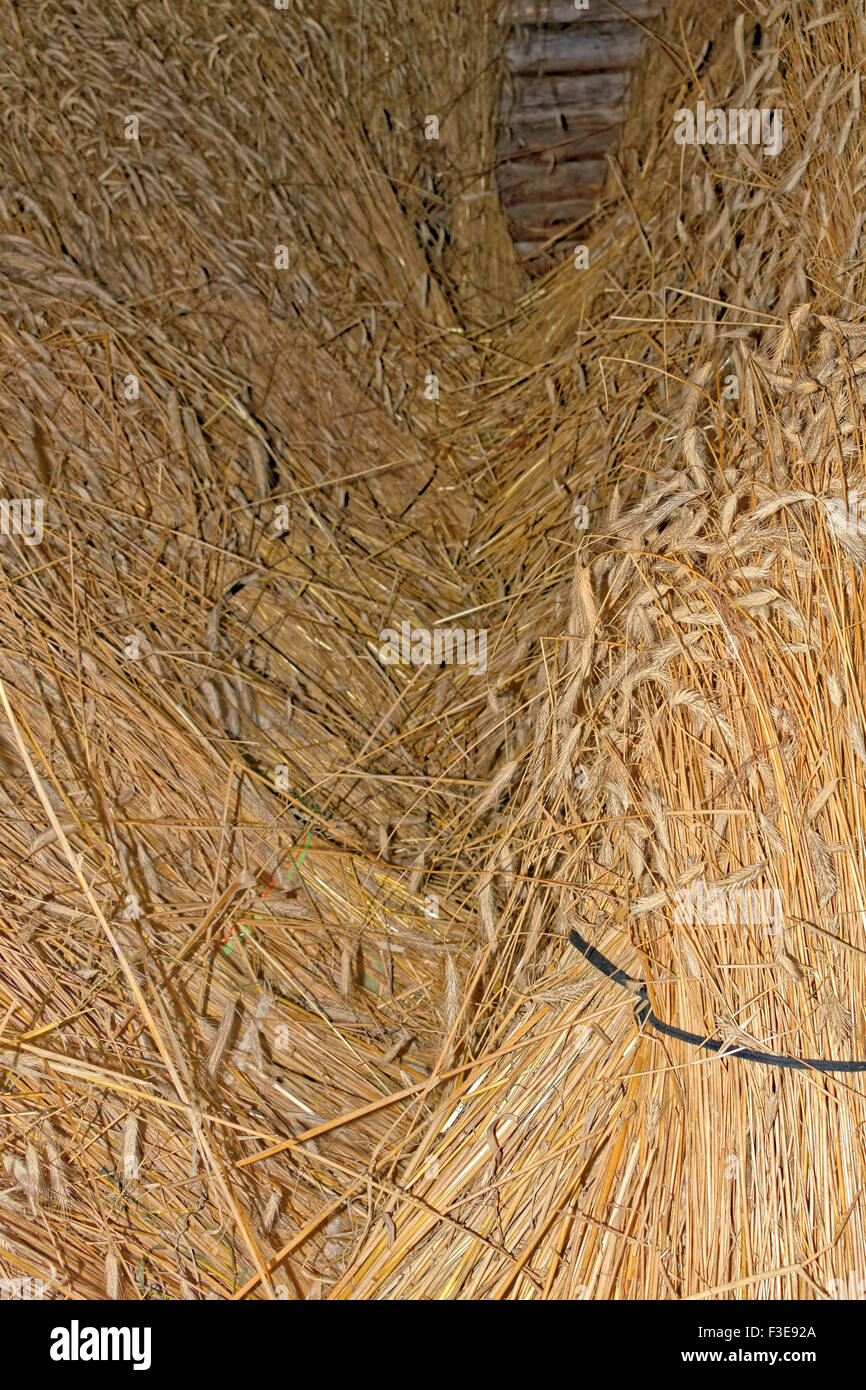 Rye crop storing by ancient way in rye sheafs Stock Photo - Alamy