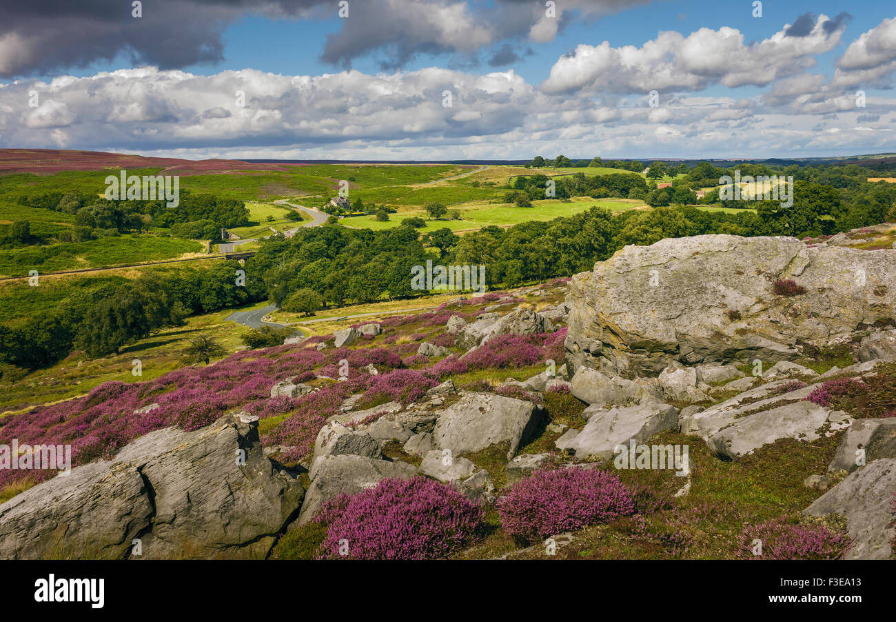 Heather in bloom over the North York Moors national park showing the undulating landscape with rocks, and trees. Stock Photo