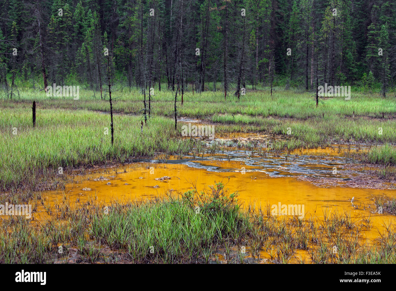 Paint Pots, ironrich cold mineral springs in the Kootenay National
