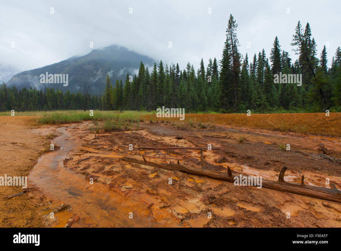 Paint Pots, ironrich cold mineral springs in the Kootenay National