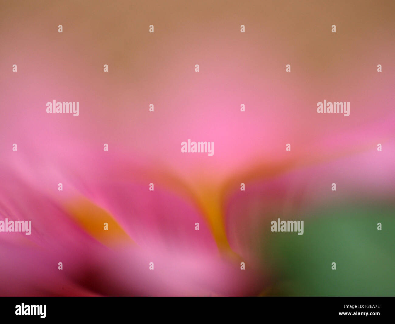 Macro flower photography Stock Photo
