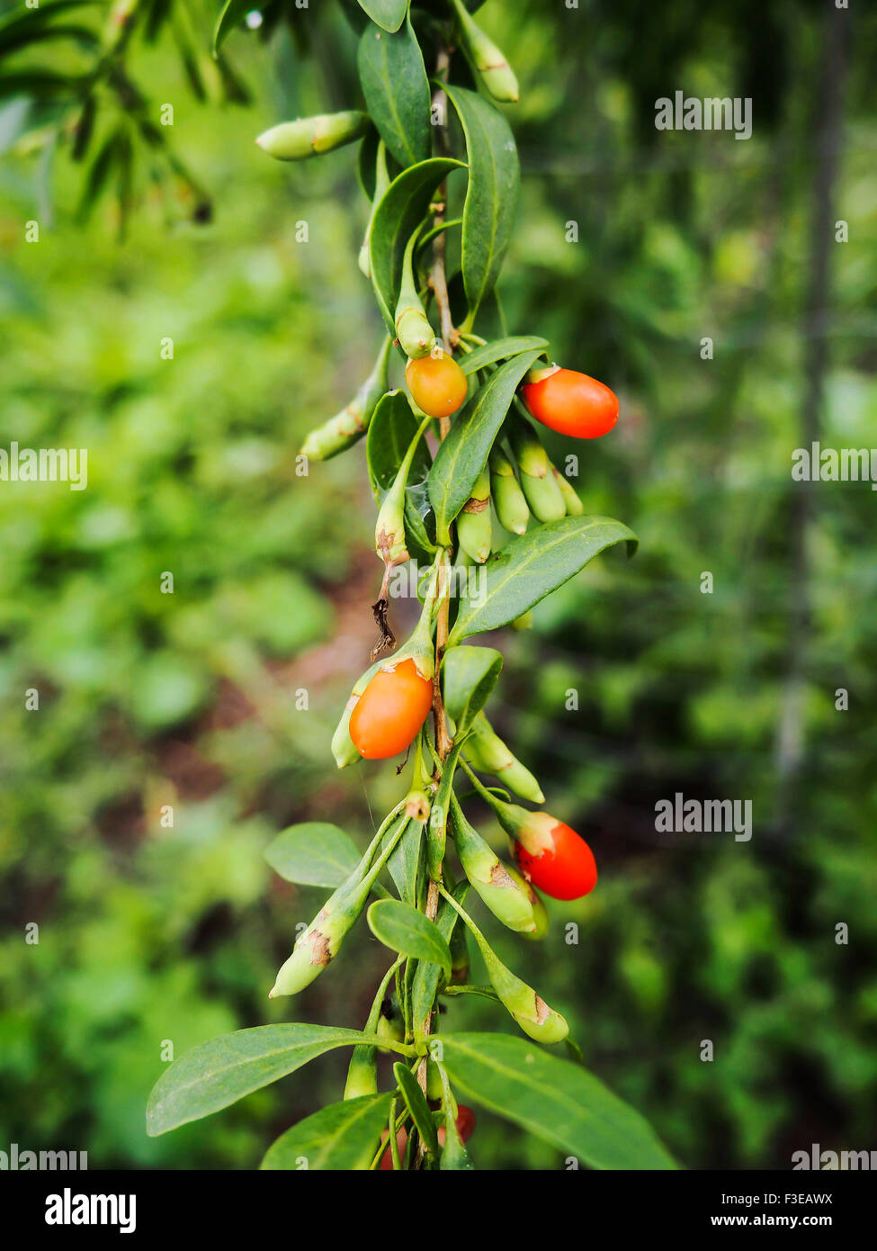 Lycium Ruthenicum Berberis lycium hi-res stock photography and images - Alamy