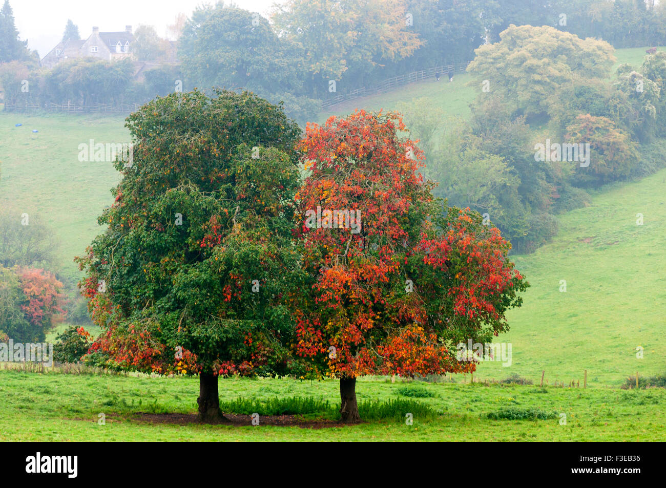 Trees in landscape hi-res stock photography and images - Alamy