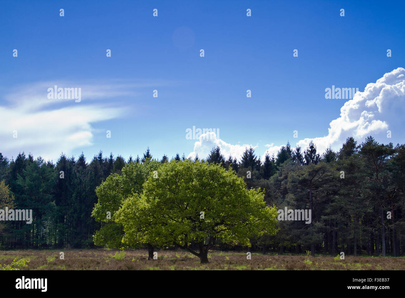 Springtime: Oak tree with fresh green leaves, in the background a dark pine forest Stock Photo