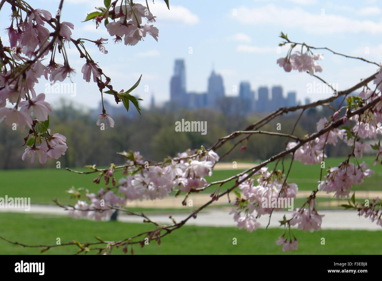 Cherry Blossoms at Fairmount Park and Philadelphia Skyline Stock Photo