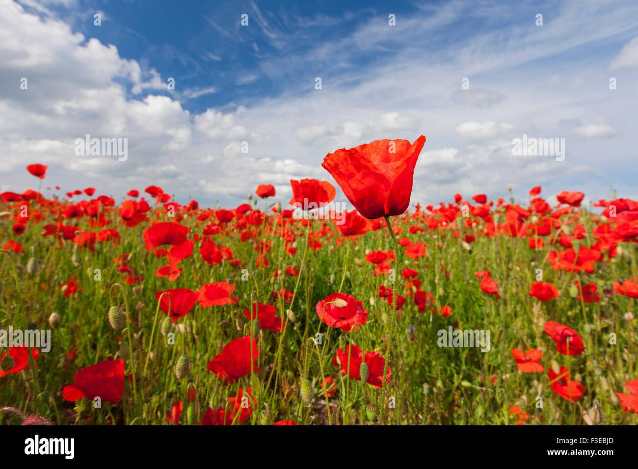 Common poppies / red poppy (Papaver rhoeas) flowering in field in summer Stock Photo
