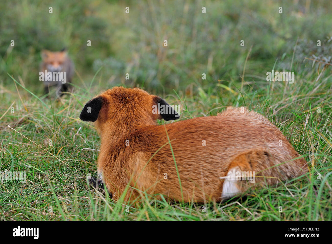 Territorial red fox (Vulpes vulpes) in defensive posture with ears flat is watching rival invading territory in grassland Stock Photo