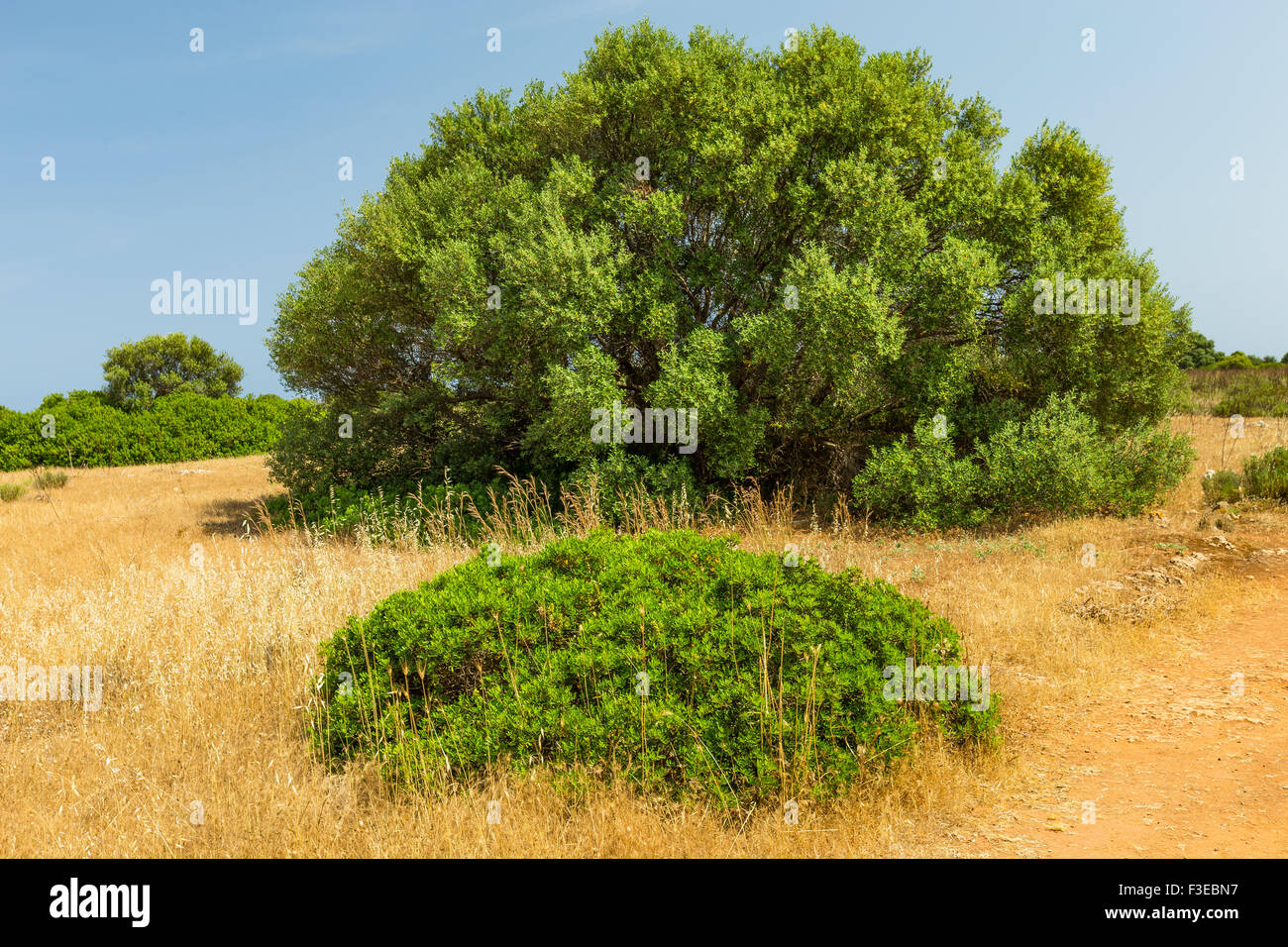 Vendicari Nature Reserve.  Riserva naturale orientata Oasi Faunistica di Vendicari, Sicily Stock Photo