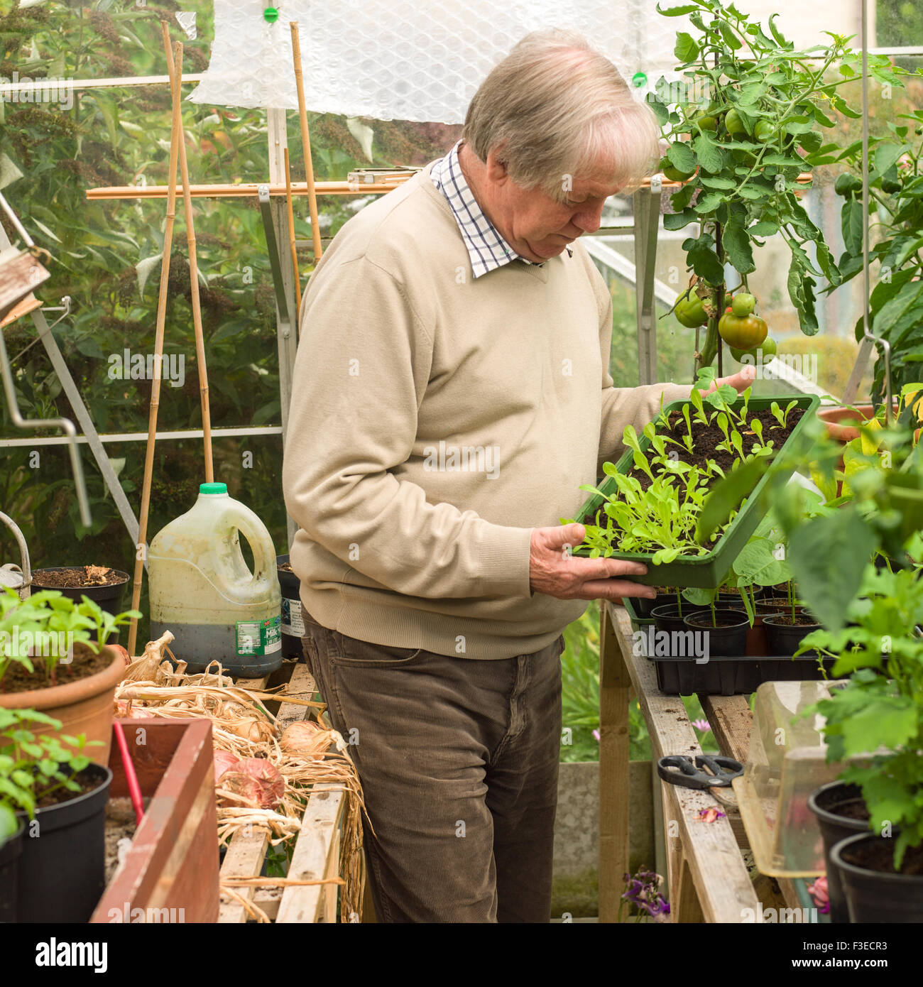 senior male in his greenhouse looking at seedlings, Camborne, Cornwall, UK Stock Photo