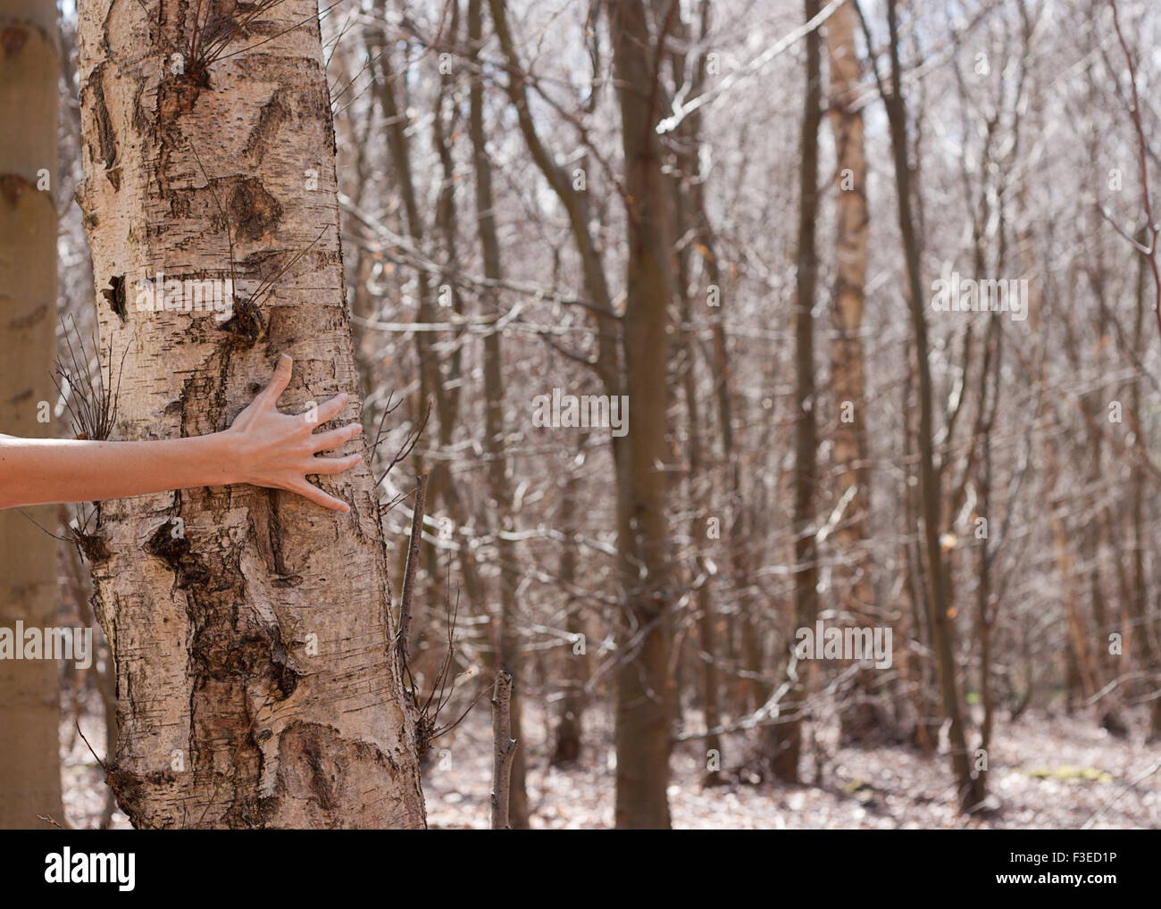 Arm and hand holding tree trunk in wintry forest Stock Photo