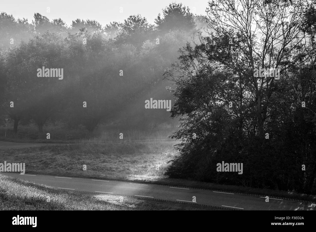 Sun rays falling through trees in Autumn in black and white Stock Photo