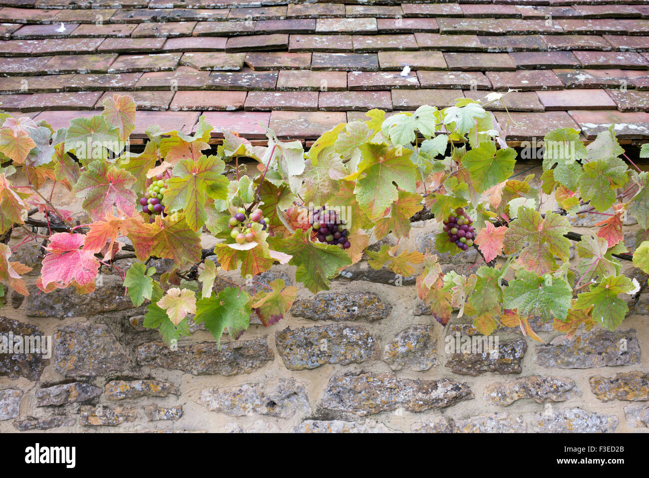 Grape growing on wall hi-res stock photography and images