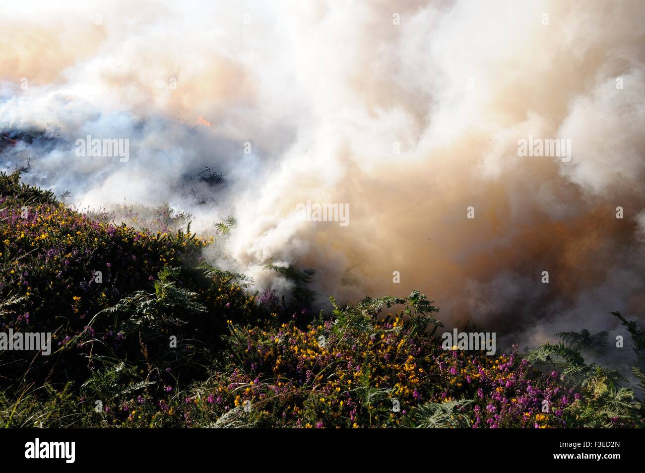 Controlled gorse and heather burn Inishnee  Roundstone Connemara Ireland Stock Photo