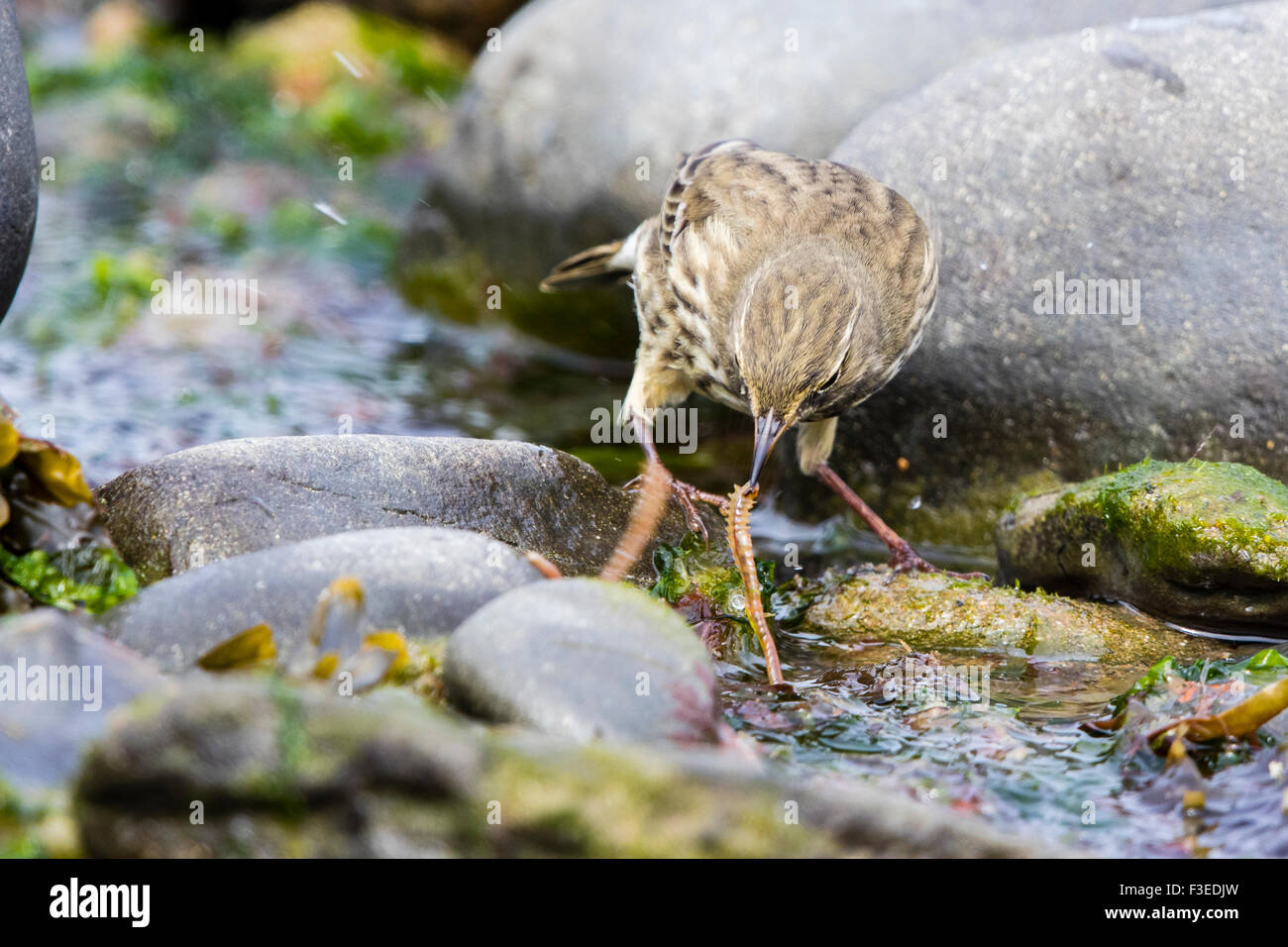 A rock pipit foraging on the west Wales shoreline. Stock Photo