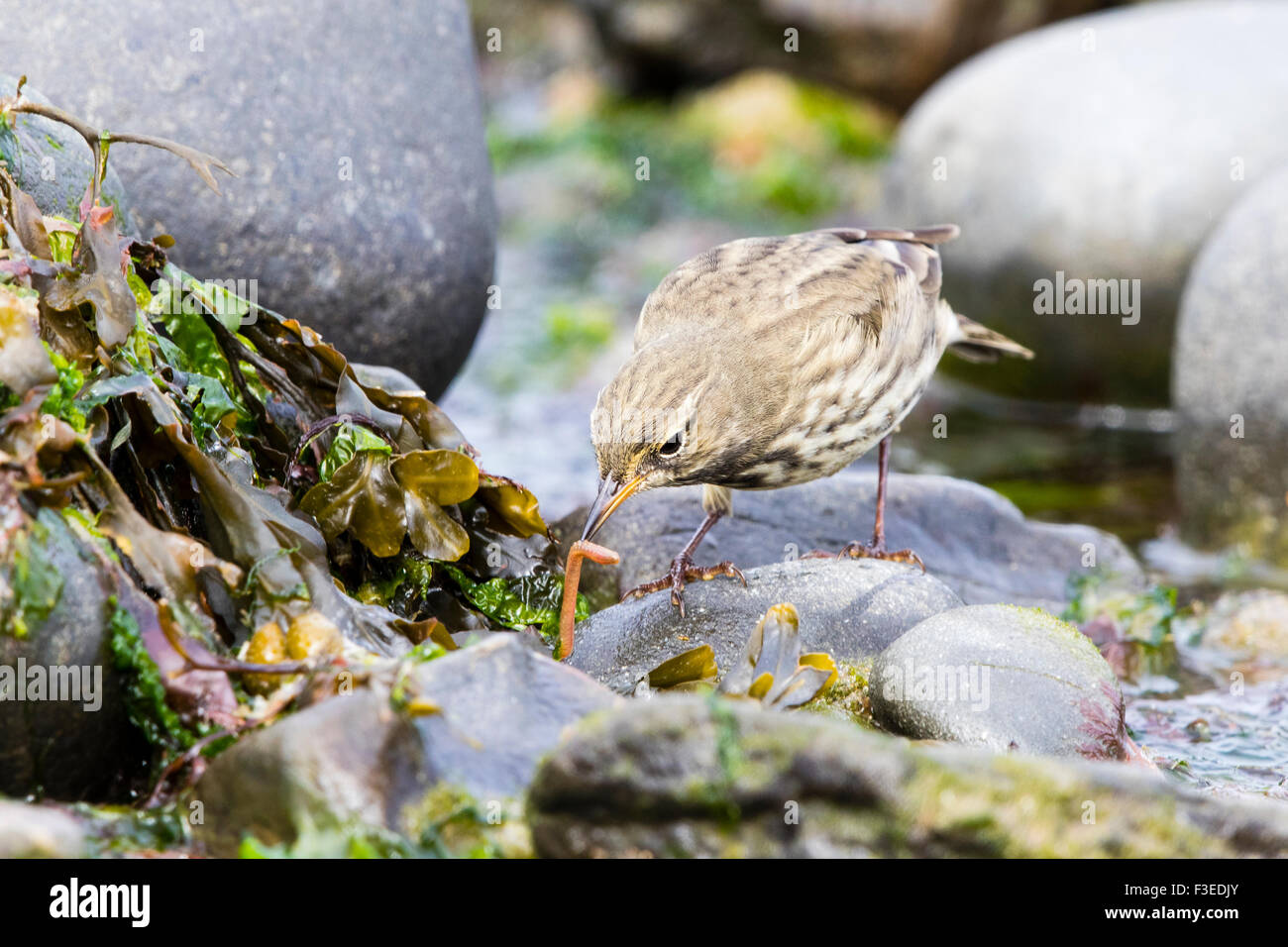 A rock pipit foraging on the west Wales shoreline. Stock Photo