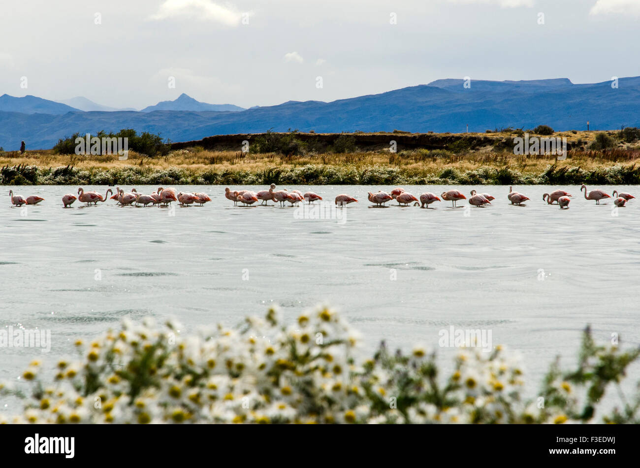 Flamingos feeding in El Calafate, Patagonia, Argentina, South America Stock Photo