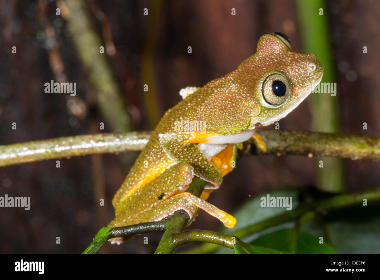 Amazon Leaf Frog (Agalychnis hulli) climbing in the rainforest at night, Ecuador Stock Photo