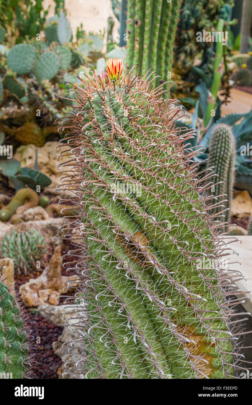 green twisted cactus with crested paddles, lots of needles and red orange flower Stock Photo