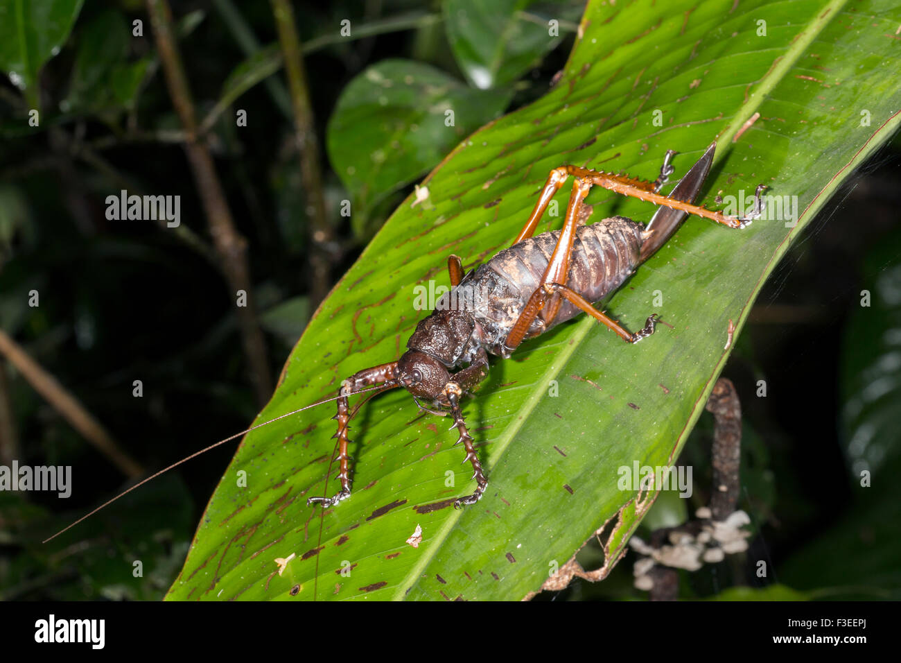 Giant lobster katydid, (Panoploscelis specularis,  family Tettigoniidae) in the rainforest, Ecuador Stock Photo