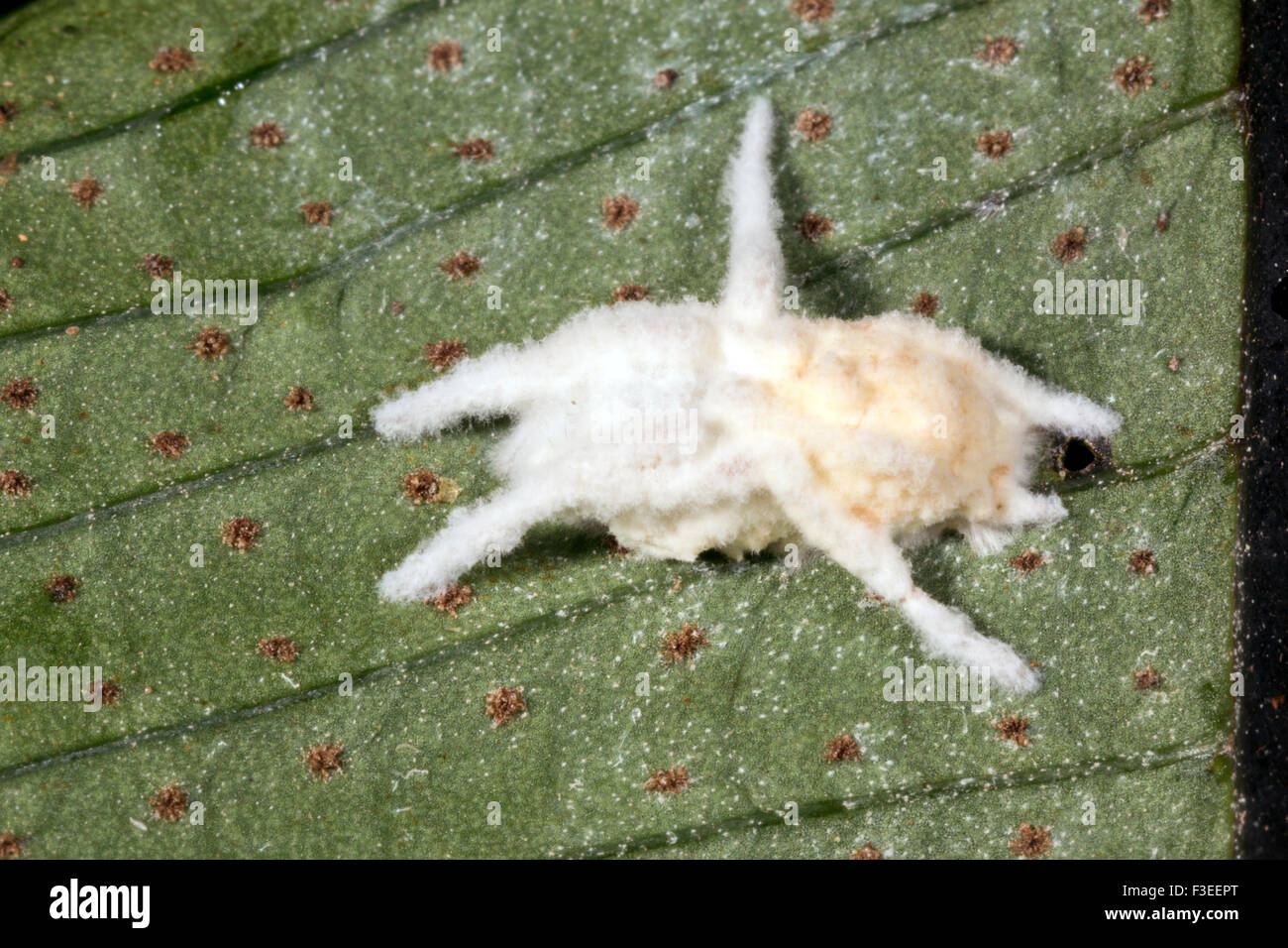 A  spider infected with Cordyceps fungus (Torubiella sp.) in the rainforest understory, Ecuador Stock Photo