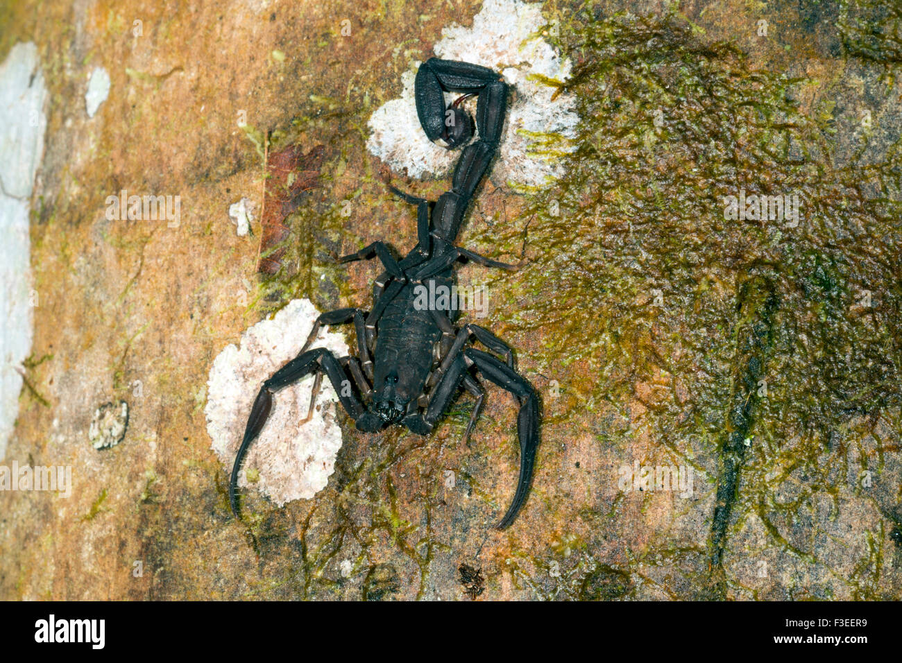 Ecuadorian Black Scorpion (Tityus asthenes) on a rainforest tree trunk in the Ecuadorian Amazon Stock Photo