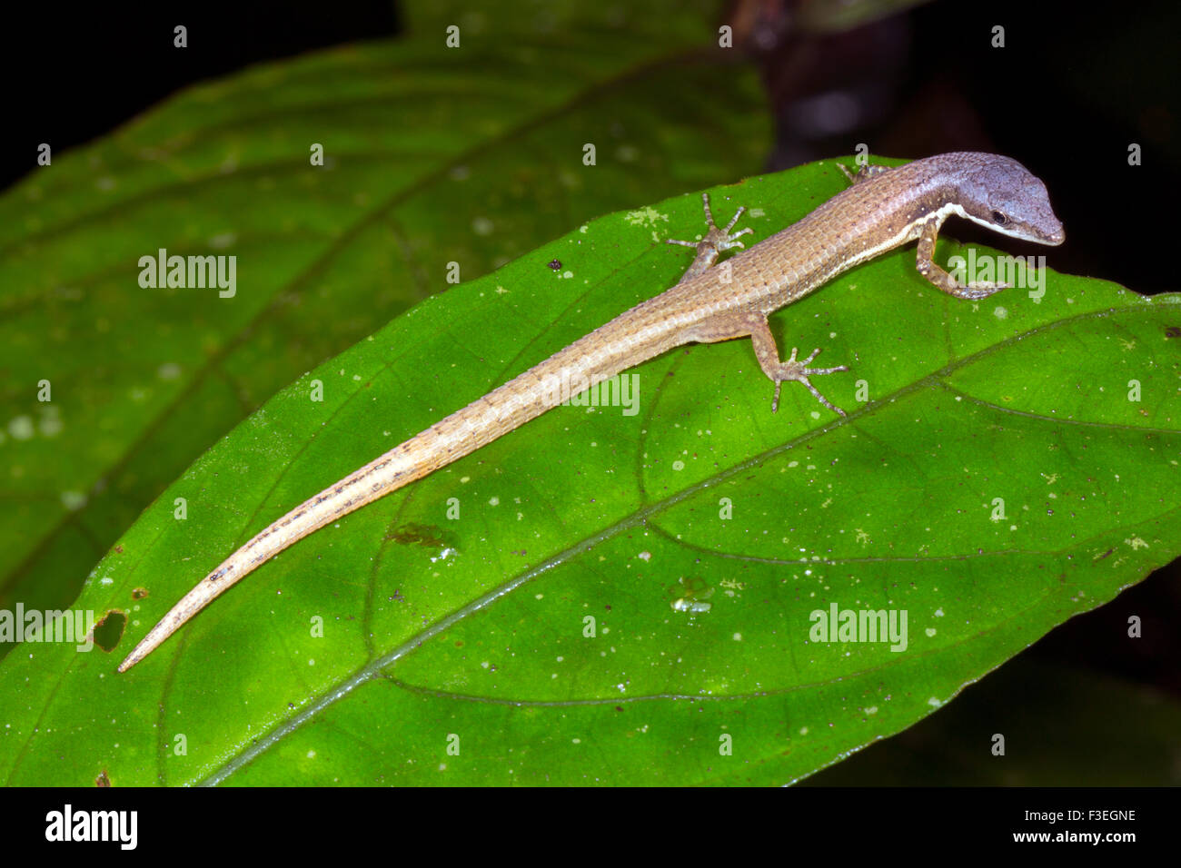 Rainforest lizard (Cercosaura argula, family Gymnophthalmidae) on a leaf in the rainforest, Ecuador Stock Photo