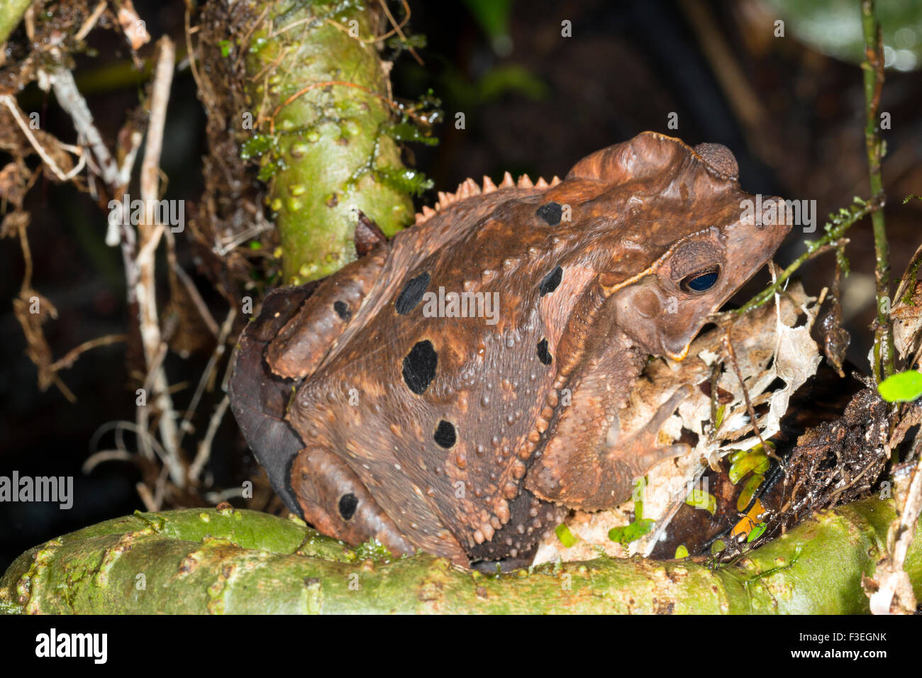 Crested Forest Toad (Rhinella dapsilis) roosting at night in the rainforest understory, Ecuador Stock Photo