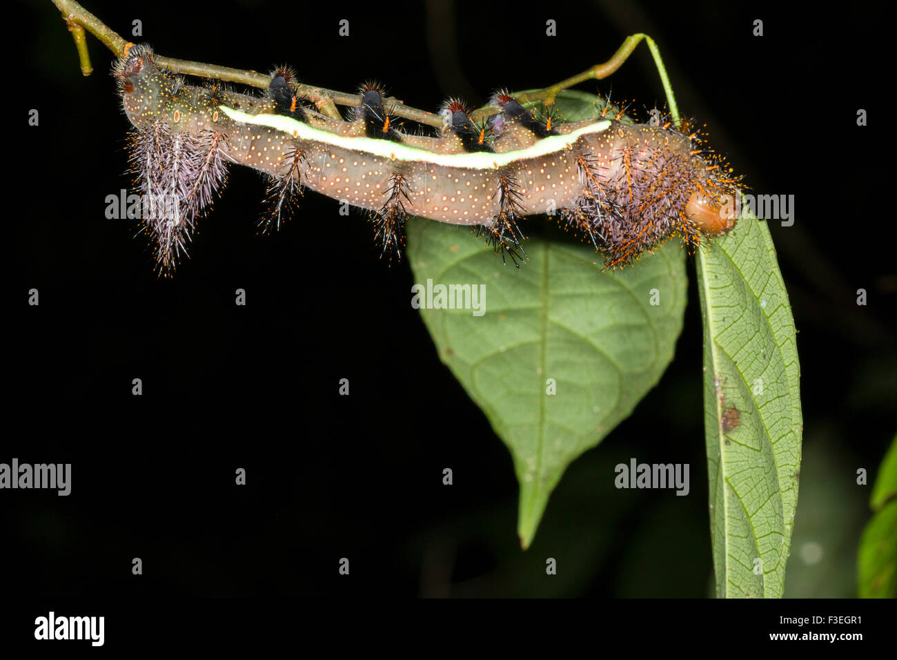 Larva of an Automeris moth (Saturniidae) With poisonous stinging hairs. In the Ecuadorian Amazon Stock Photo